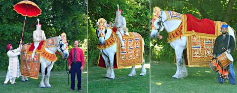 White Horse (Ghori) for your traditional East Indian Wedding Baraat.